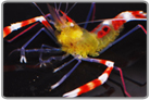 Yellow Coral Banded Shrimp